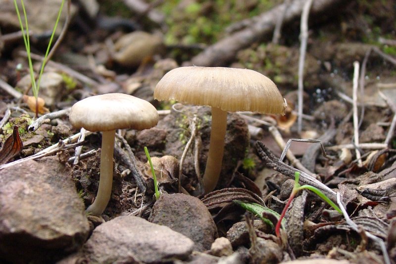 Cogumelos // Mushrooms (Entoloma cf. cistophilum)