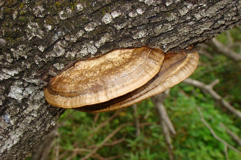 Cogumelos // Mushrooms (Hexagonia nitida)