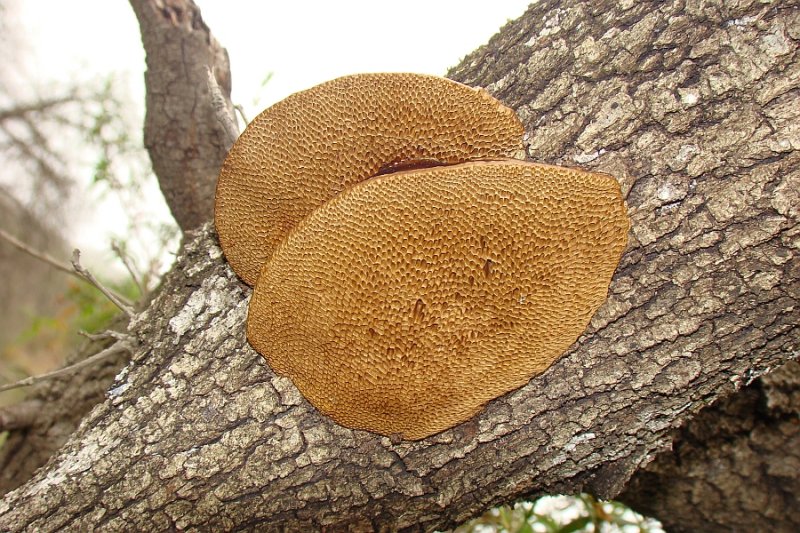 Cogumelos // Mushrooms (Hexagonia nitida)