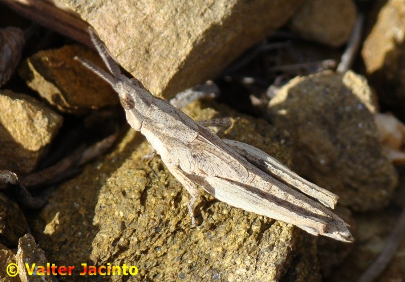 Gafanhoto // Grasshopper (Pyrgomorpha conica subsp. conica)
