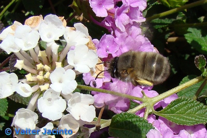 Abelha // Bee (Anthophora sp.)