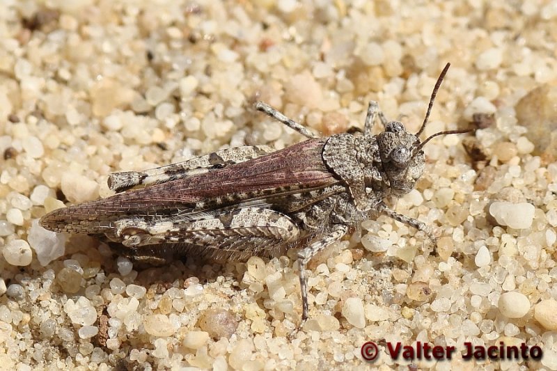 Gafanhoto // Grasshopper (Acrotylus fischeri)