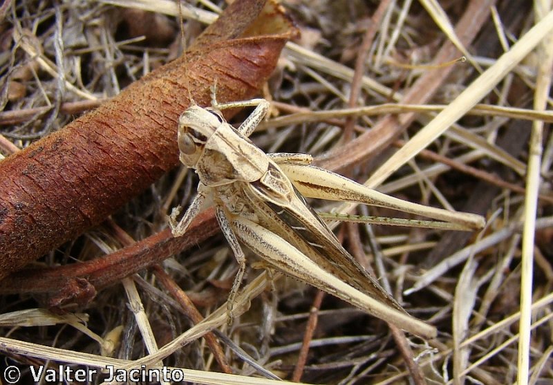 Gafanhoto // Brown-spotted Bush-cricket (Tessellana tessellata subsp. tessellata)
