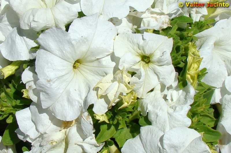Petnias // Large White Petunia (Petunia axillaris)