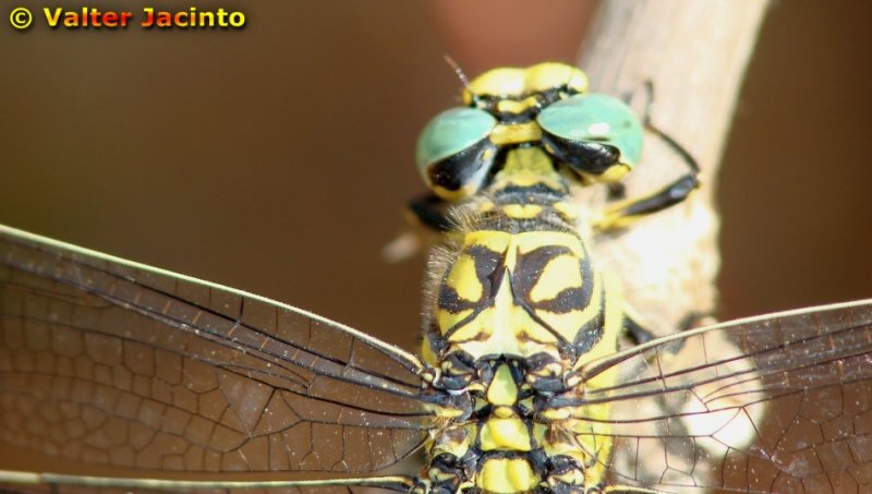 Libelinha // Small Pincertail (Onychogomphus forcipatus), female