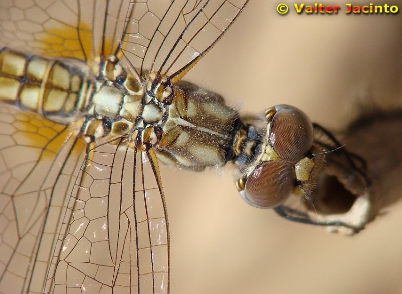 Libelinha // Violet Dropwing (Trithemis annulata), female