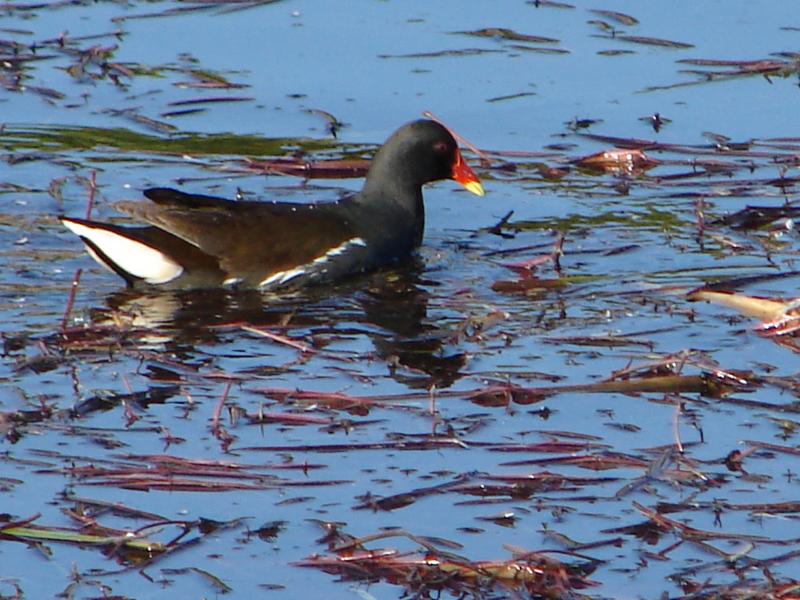 Galinha-dgua // Moorhen (Gallinula chloropus)