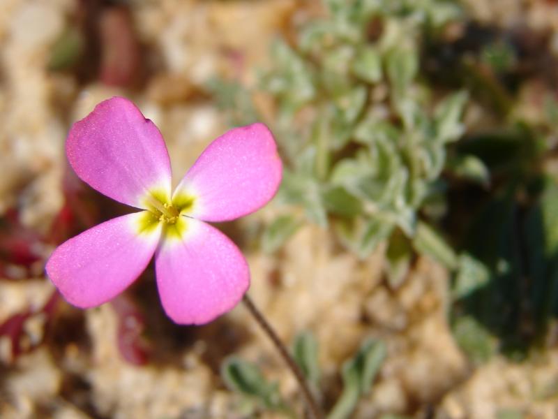 Goivo-da-praia (Malcolmia littorea)