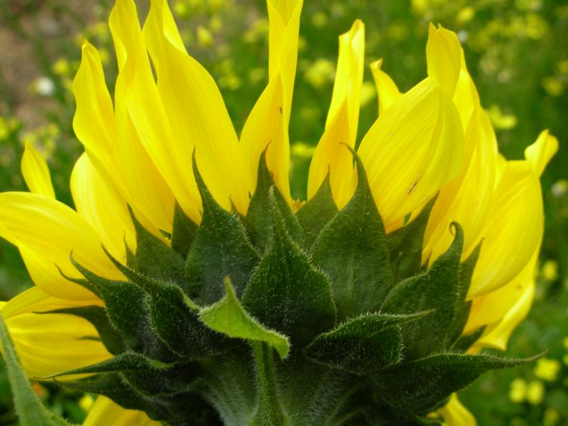Girassol // Sunflower (Helianthus annuus)