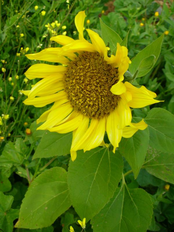 Girassol // Sunflower (Helianthus annuus)