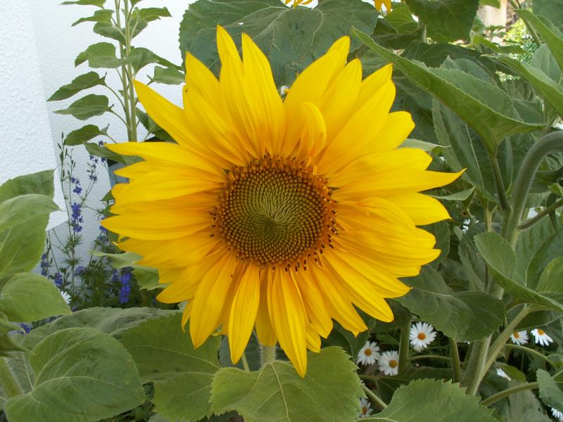 SuGirassol // Sunflower (Helianthus annuus)