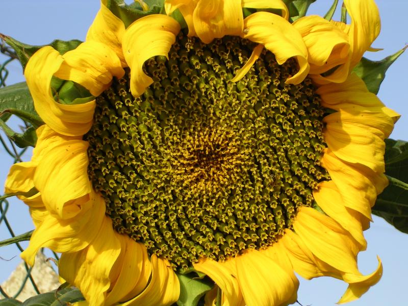 Girassol // Sunflower (Helianthus annuus)