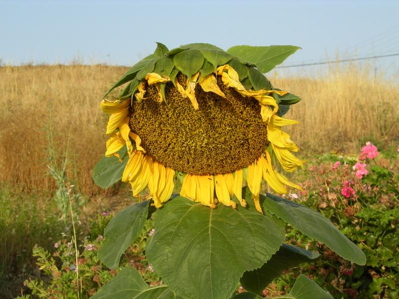 Girassol // Sunflower (Helianthus annuus)