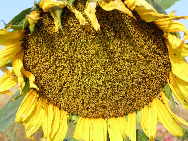 Girassol // Sunflower (Helianthus annuus)