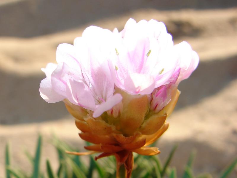 Cravo-das-areias ou Erva-divina (Armeria pungens)
