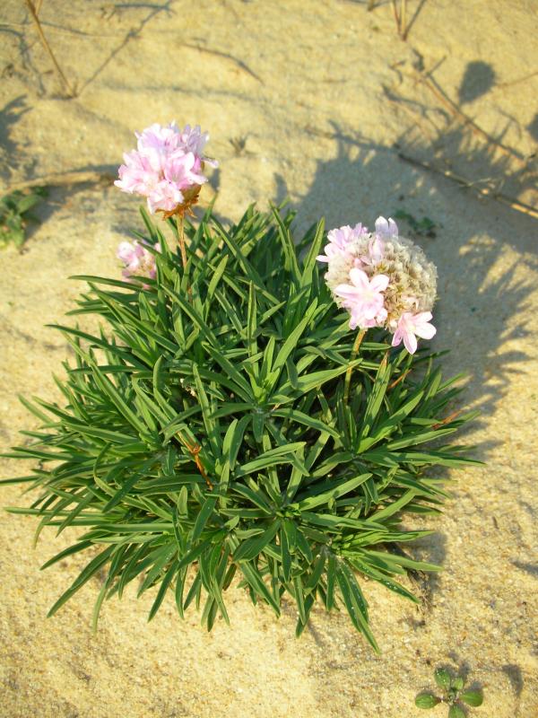 Cravo-das-areias ou Erva-divina (Armeria pungens)