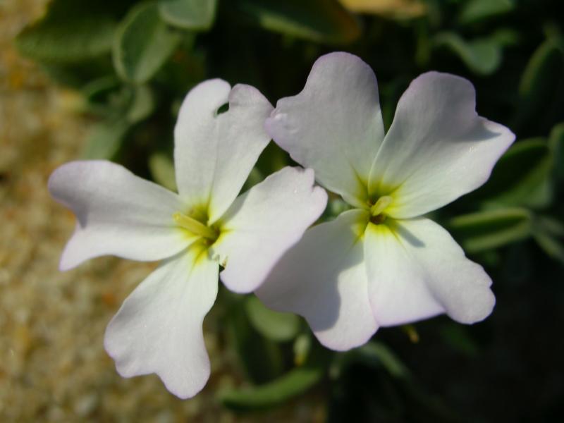 Goivo-da-praia (Malcolmia littorea)