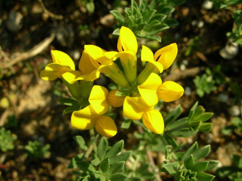 Trevo-de-creta (Lotus creticus)