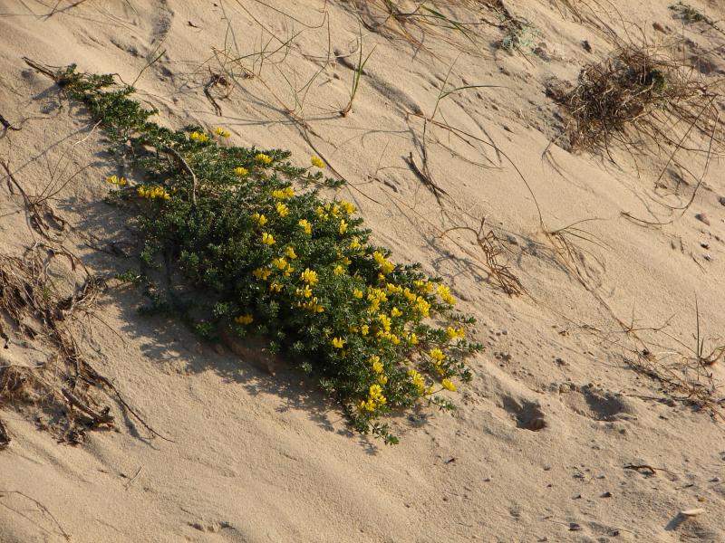 Trevo-de-creta (Lotus creticus)