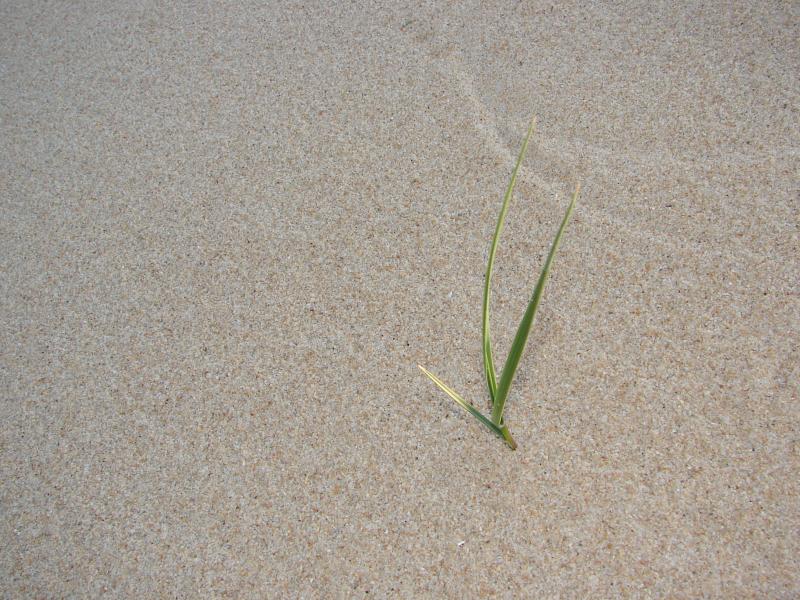 Life on the Dunes