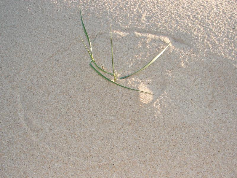 Life on the Dunes