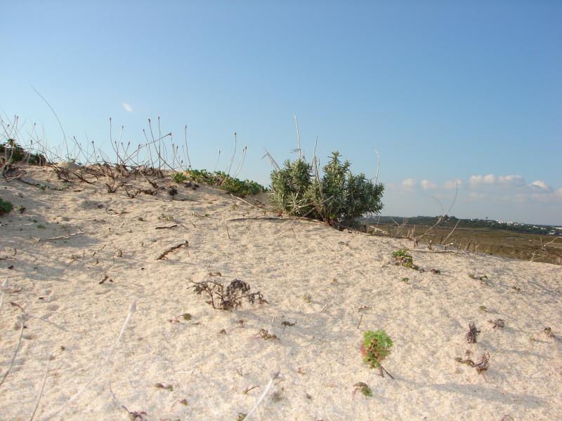 Life on the Dunes