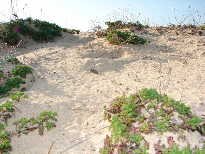 Life on the Dunes
