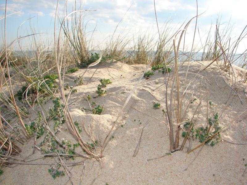 Estorno (Ammophila arenaria)