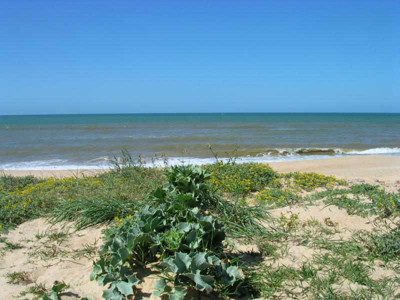 Cardo-martimo (Eryngium maritimum)