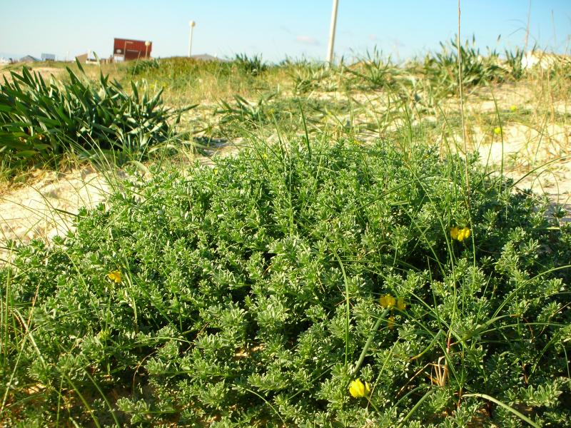 Trevo-de-creta (Lotus creticus)