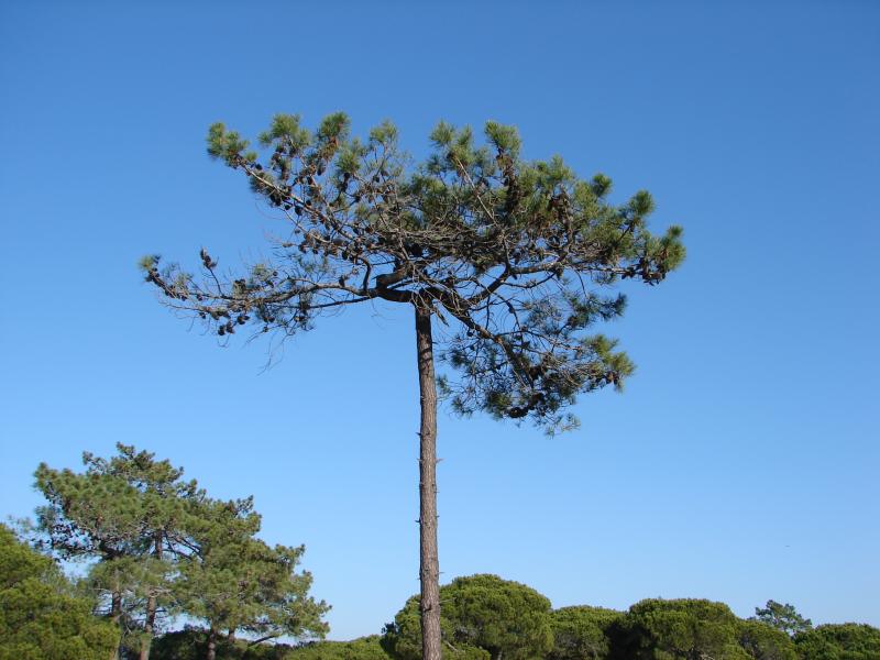 Pinheiro-bravo (Pinus pinaster) /|\ Maritime Pine