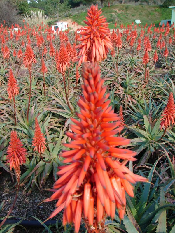 Candelabra Aloe (Aloe arborescens)