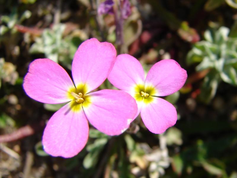 Goivo-da-praia (Malcolmia littorea)