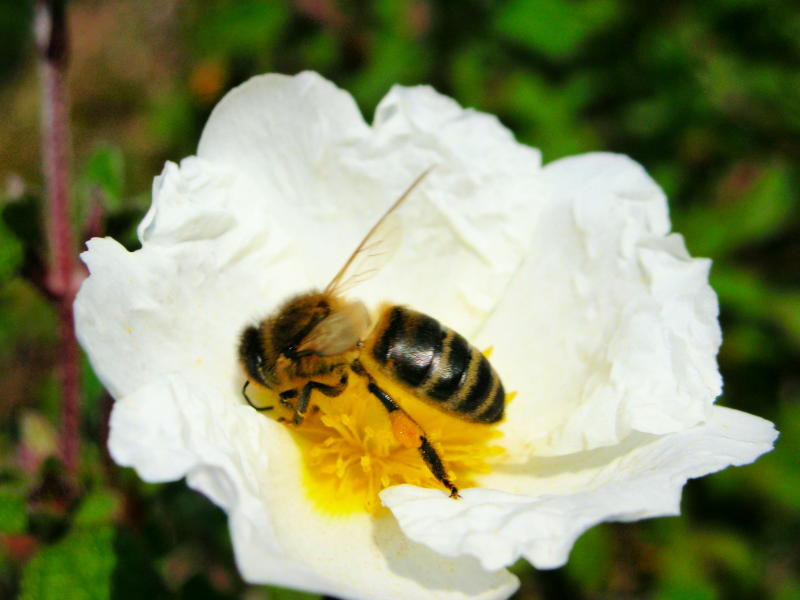 Abelha-domstica /|\ Honeybee (Apis mellifera)