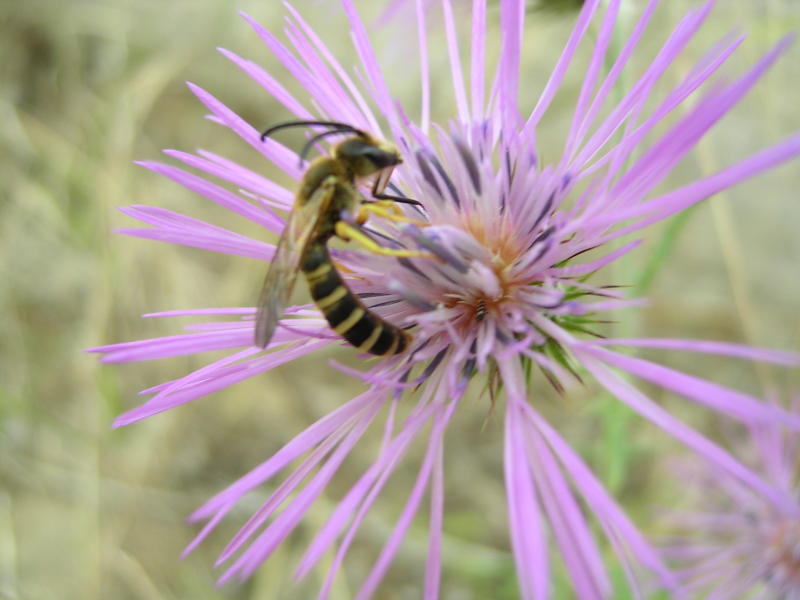 Flower with Insect (Halictus scabiosae)