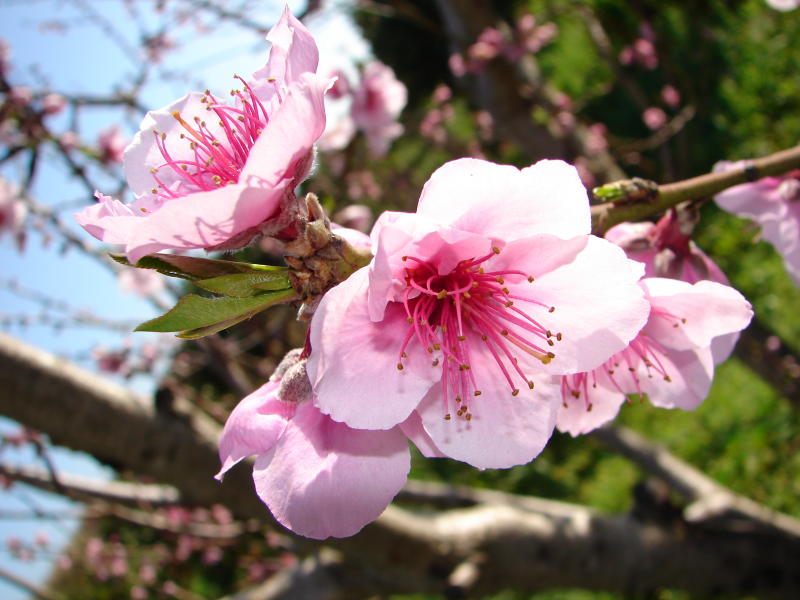 Almond tree Blossom in Algarve