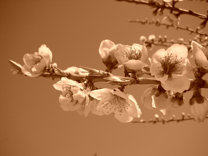 Almond tree Blossom in Algarve