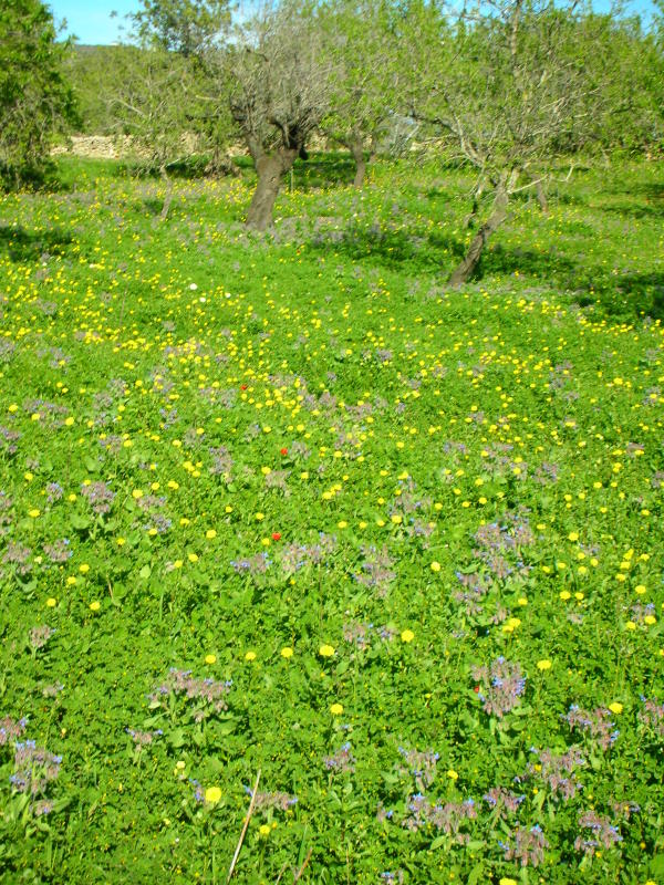 Spring in Algarve