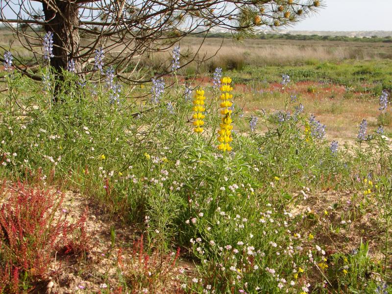 Spring in Algarve