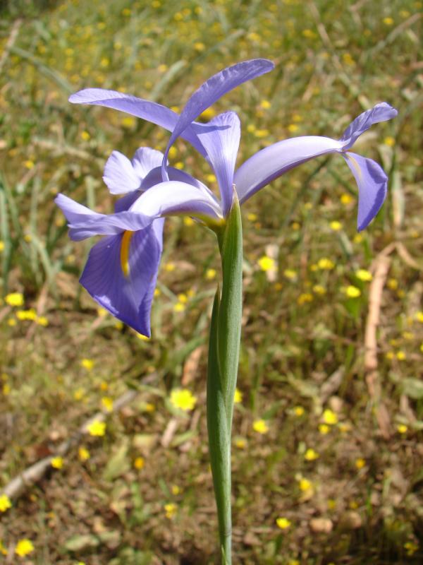 Lrio-dos-montes (Iris xiphium) /|\ Spanish Iris