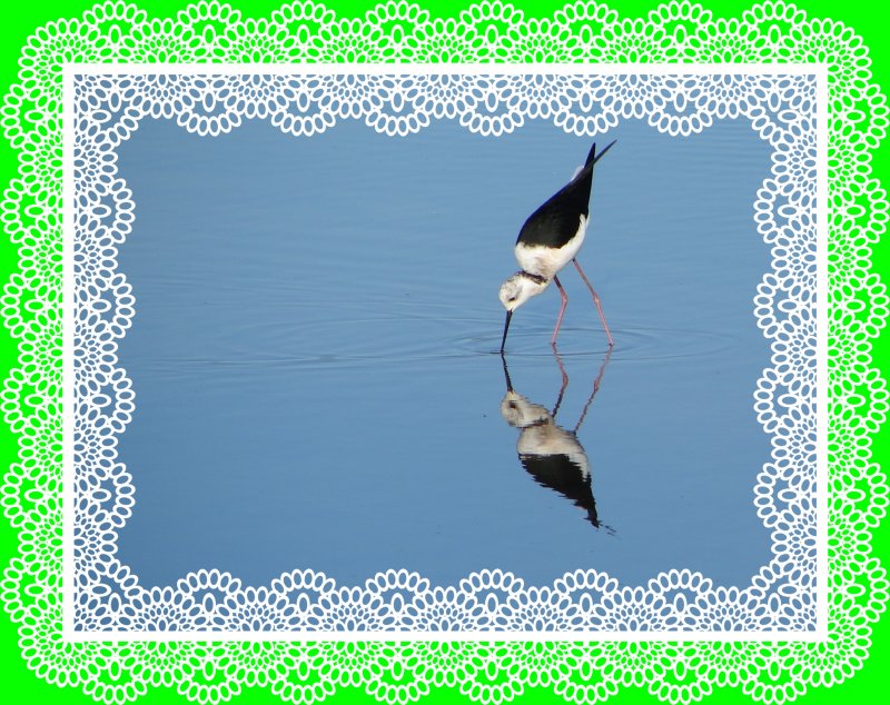 Black-winged Stilt