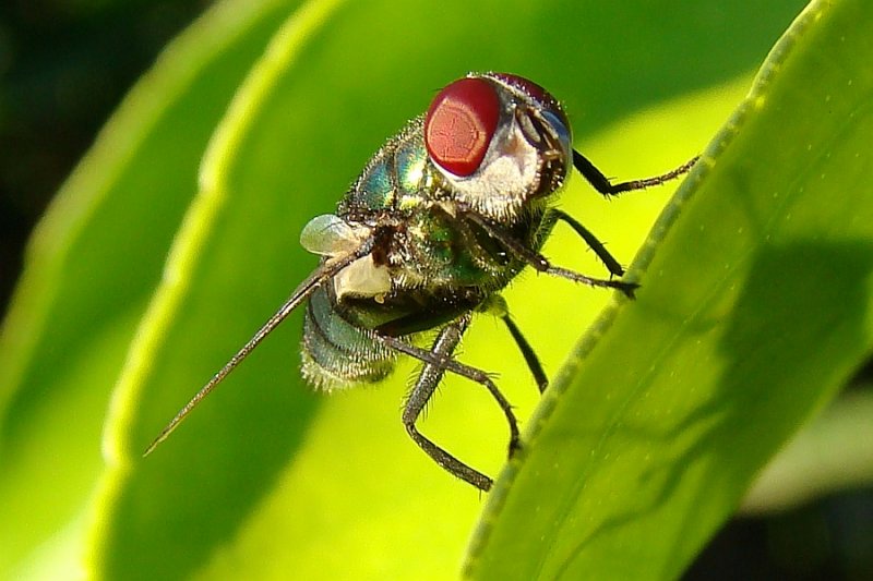 Mosca // Blow-fly (Chrysomya albiceps)