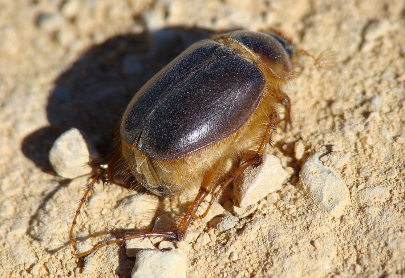 Escaravelho // Cockchafer (Ceramida bedeaui)