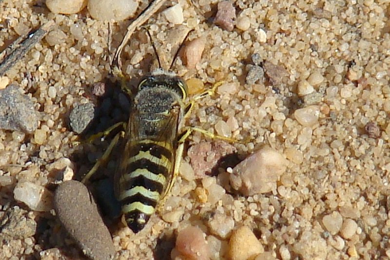 Vespa // Sand Wasp (Bembix oculata)