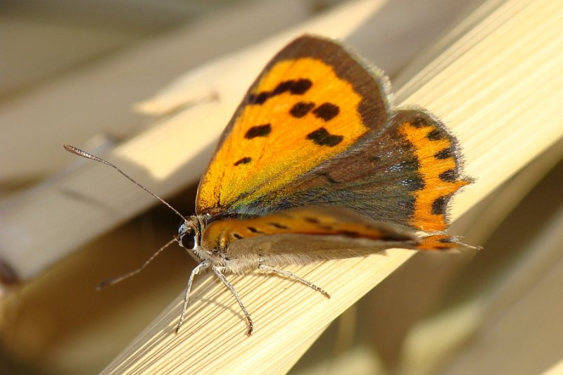 Acobreada // Butterfly (Lycaena phlaeas)