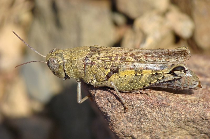 Gafanhoto // Grasshopper (Calliptamus barbarus)