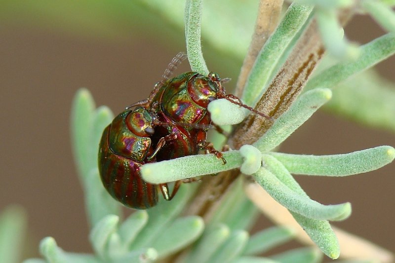 Escaravelhos acasalando // Rosemary Beetles - Chrysolina (Taeniochrysea) americana