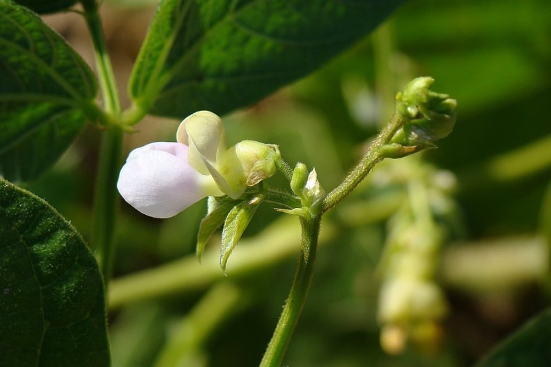 Flor do Feijão Verde // Flower of Common Bean (Phaseolus vulgaris L.)