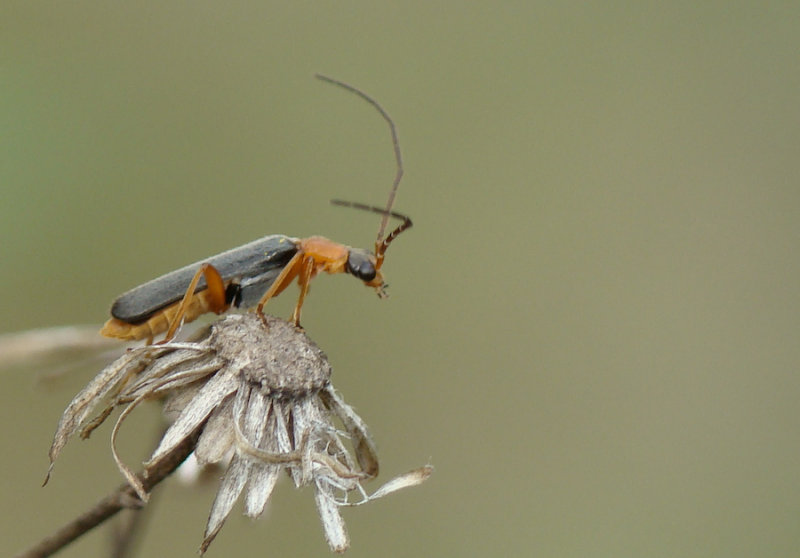Escaravelho // Beetle (Rhagonycha varians)