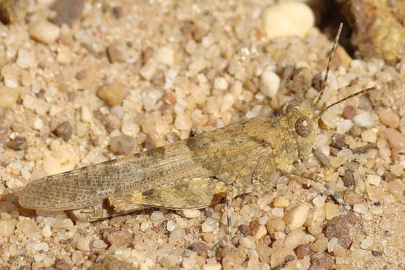 Gafanhoto // Grasshopper (Sphingonotus cf. rubescens)